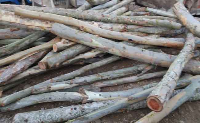 الإطاحة بعصابة إجرامية تحترف سرقة الأخشاب بسيدي بلعباس