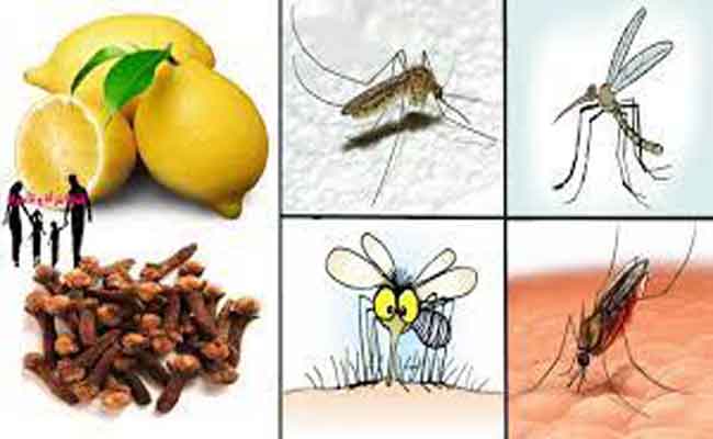 بهذه الطرق تتخلّصون من الناموس في المنزل نهائياً…