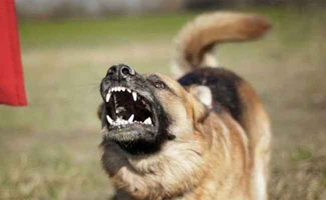 تسجيل أزيد من 100 ألف عضة حيوانية و11 وفاة بسبب داء الكلب خلال سنة 2021