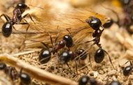 علماء يزعمون الاجابة عن سؤال كم عدد النمل الزاحف على الأرض...