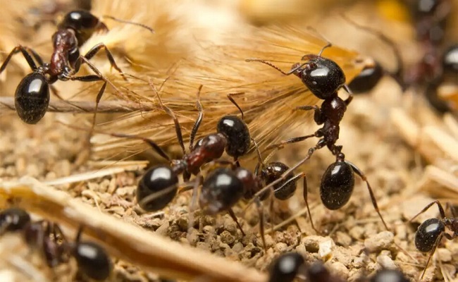 علماء يزعمون الاجابة عن سؤال كم عدد النمل الزاحف على الأرض...