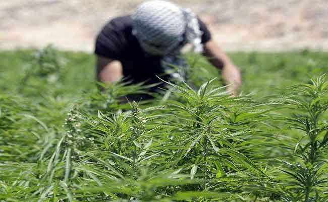 توقيف شخصين تورطا في زراعة القنب الهندي ببجاية