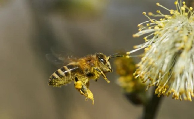هل يمكن أن يتسبب النحل في عواصف رعدية...