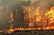 التماس المؤبد لـ3 رعاة غنم لضلوعهم في قضية حرق الغابات بجيجل