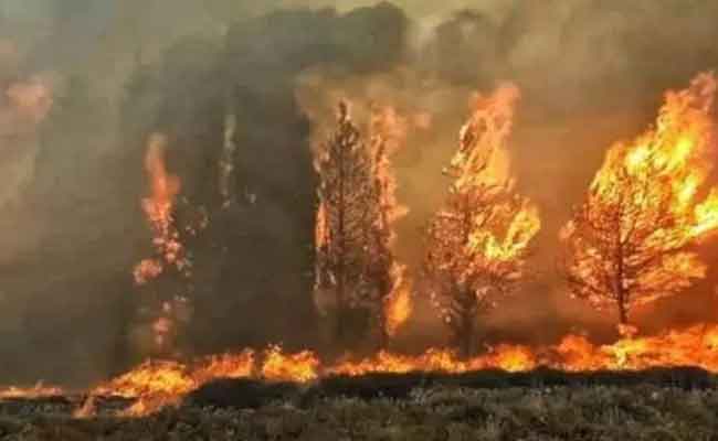 التماس المؤبد لـ3 رعاة غنم لضلوعهم في قضية حرق الغابات بجيجل