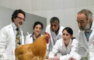 اعتماد أول دجاج مزروع في المختبر للاستهلاك البشري...