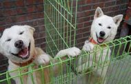 سجال سياسي في كوريا الجنوبية بسبب كلبين من جارتها الشمالية