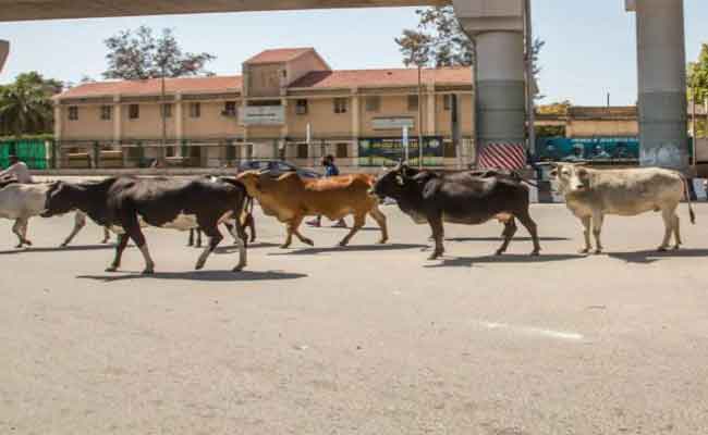 سلطات قسنطينة تأمر بحجز وذبح الماشية المتجولة وسط الأحياء السكنية مع تغريم أصحابها