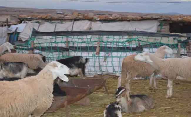 استرجاع 30 رأسا من المواشي في ظرف وجيز بباتنة