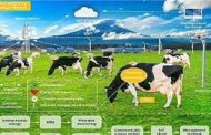 تطوير ساعة ذكية لمراقبة صحة الأبقار وتكاثرها وموقعها...