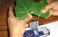 تقنية بسيطة ومستدامة لتوليد الكهرباء من النباتات‎‎...