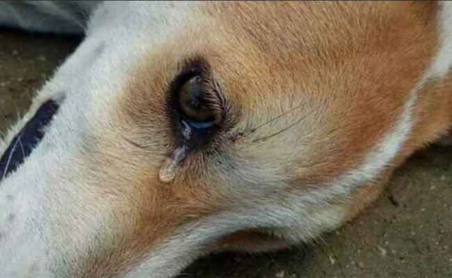 الحكم بـ3 سنوات حبسا نافذا وغرامة مالية في حق معذبي كلب على مباشر الفايسبوك