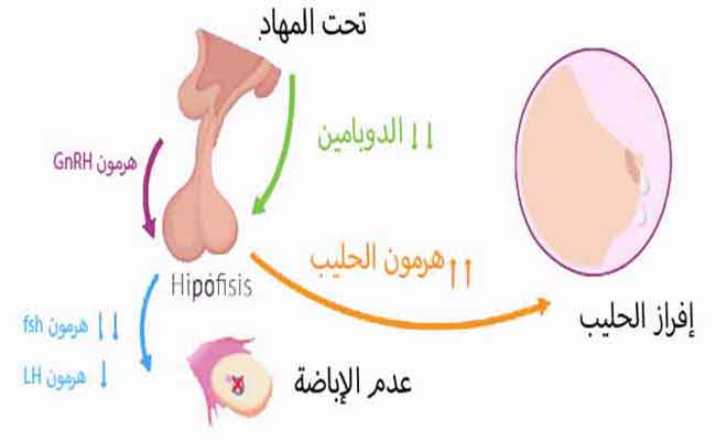 كيف يؤثر ارتفاع هرمون الحليب على امكانية الحمل؟