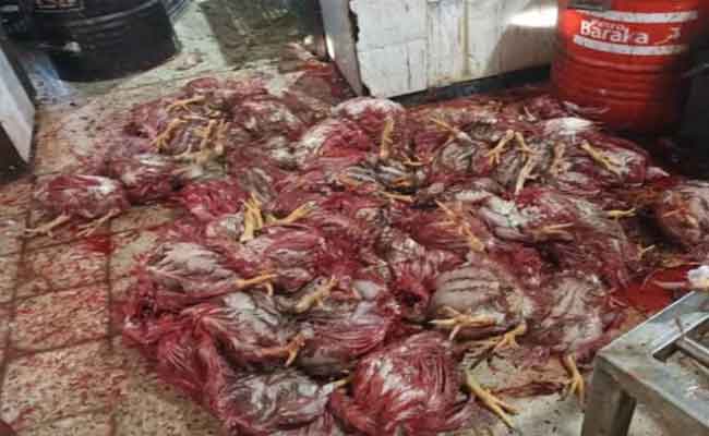حجز واتلاف كمية مهمة من لحم الدجاج وأحشاء غير صالحة للاستهلاك بمذبح سري بسيدي بلعباس