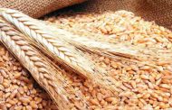 عقوبات حبسية وغرامات مالية تنتطر مستعملي القمح في تغذية الحيوانات