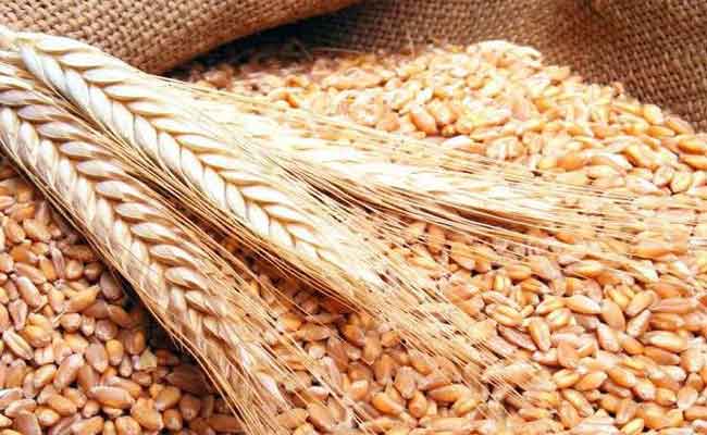 عقوبات حبسية وغرامات مالية تنتطر مستعملي القمح في تغذية الحيوانات