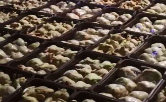 درك توقرت يحجز 17 قنطارا من اللحوم الفاسدة