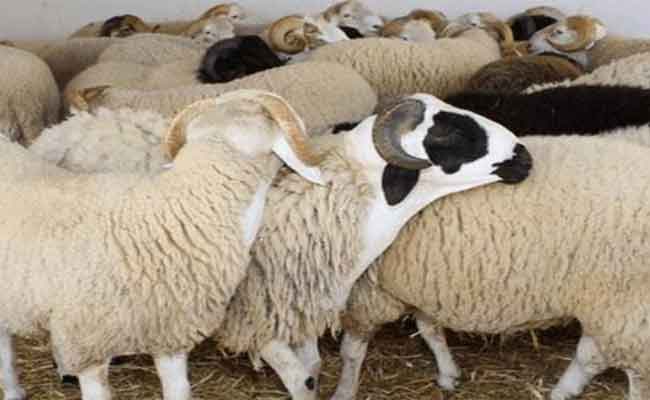 استرجاع 40 رأس من الغنم بعد ضياعها من صاحبها بتازولت بباتنة