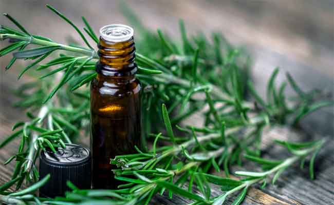 فوائد زيت إكليل الجبل للشعر…