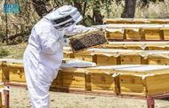 ذكاء اصطناعي لتحسين إنتاج العسل في خلايا النحل...