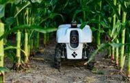 ابتكار روبوت زراعي يحسن إنتاج محاصيل الذرة...