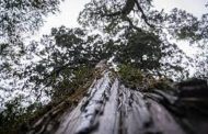 شجرة عمرها 5 آلاف سنة في تشيلي تروي تاريخ التغير المناخي...