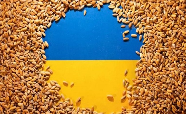 هل يصبح القمح الأوكراني لعنة على أوروبا