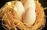 فوائد بيض الحمام لا تقدر بثمن...غني جداً بالحديد والبروتينات