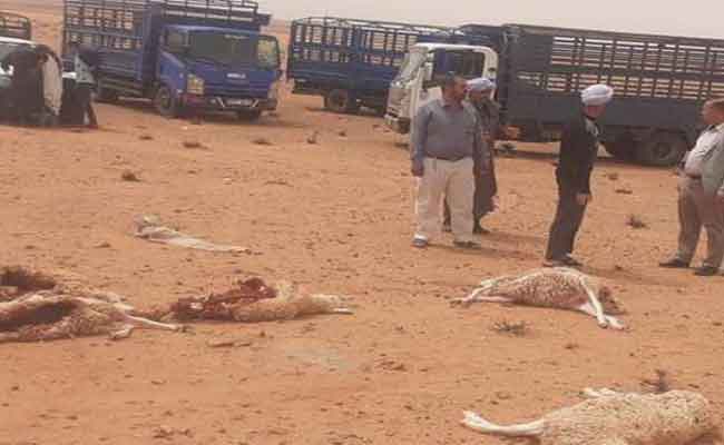 افتراس كلاب ضالة قطيع ماشية بصفيصيفة بالنعامة