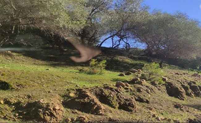 منع دخول المواطنين إلى الفضاءات الغابية على كامل تراب ولاية غليزان