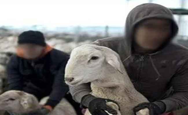 إلقاء القبض على شبكة وطنية تحترف سرقة المواشي بالطارف