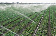 تطوير تقنية لرفع كفاءة استخدام المياه في المزارع...