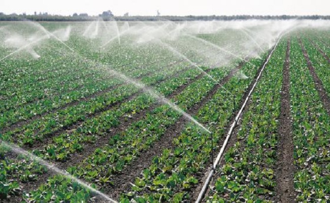 تطوير تقنية لرفع كفاءة استخدام المياه في المزارع...