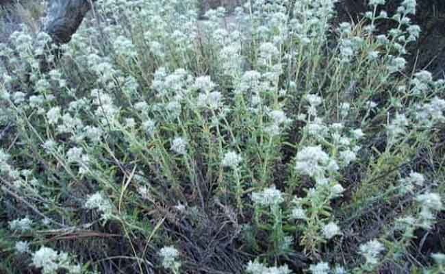 أضرار عشبة الجعدة خطيرة لبعض الحالات…ولكنها تعالج النقرس