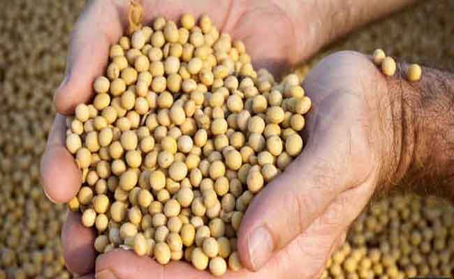 فول الصويا للتسمين ولصحة الجسم عموماً…طبيبة تغذية تتحدث