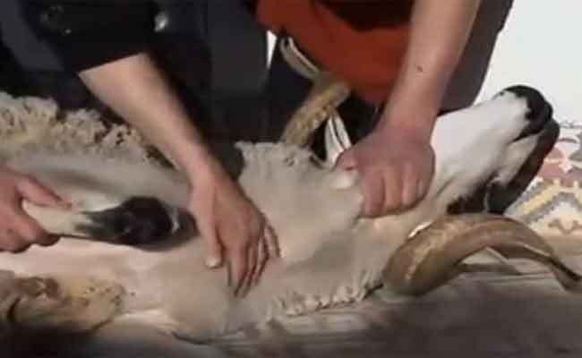 استعجالات بن عنكون بالعاصمة تسجل إصابات متفاوتة الخطورة بسبب عملية النحر