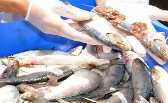 إتلاف  03 قناطير من الأسماك الفاسدة ببشار