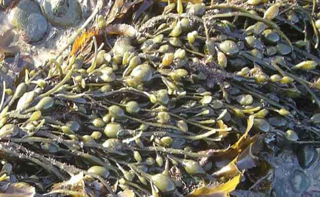 عشبة كنافة البحر للتخسيس…رائعة للرشاقة ولصحة قوية