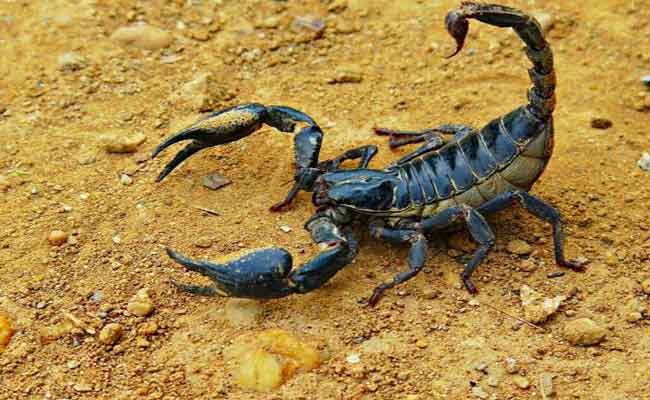 عقرب تنهي حياة كهل بالبيض