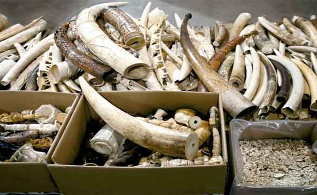 تفكيك شبكة إجرامية تحترف تهريب العاج بالشلف