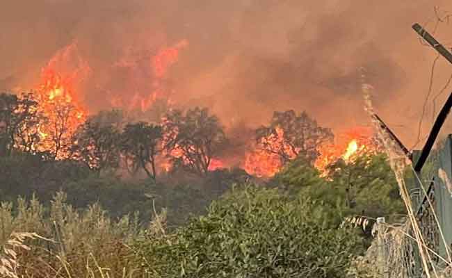 تحقيق قضائي في ملابسات حرائق غابات بجاية وجيجل