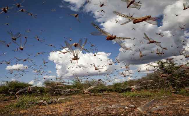 وزارة الفلاحة تعلن عن تنفيذ المخطط الوقائي و الاستباقي لمكافحة الجراد