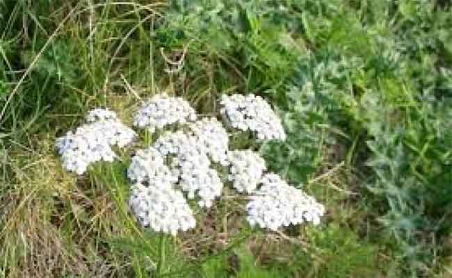 فوائد القيصوم للتنحيف وللصحة “خارقة” من دون شك وفق طبيبة