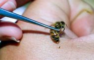 فوائد قرصة النحل للصحة...قدرات هائلة في علاج الأمراض الخطيرة