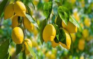 فوائد ورق الليمون الصحية غير منتظرة...اختبريها بسرعة