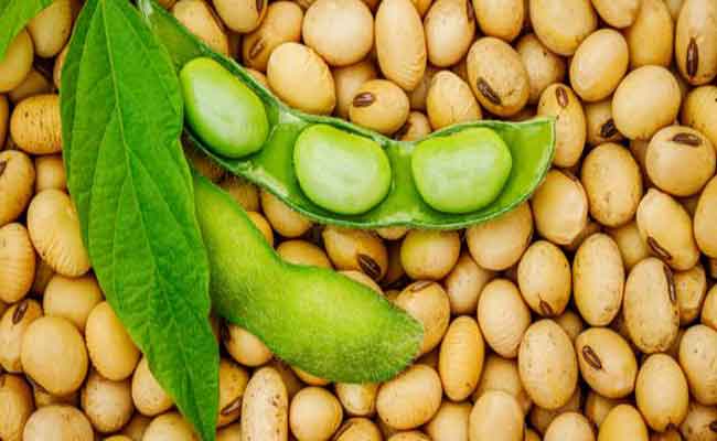 أضرار الصويا وفوائده بالتفصيل…وفق اختصاصية تغذية