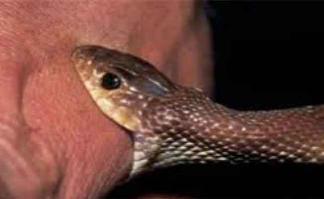 لدغة أفعى تنهي حياة رب أسرة بالجلفة