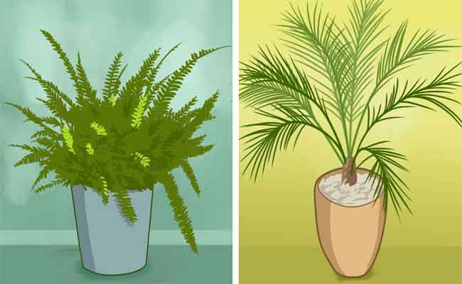 النباتات في غرفة النوم…موضوع جدليّ فاليكم الحقيقة!