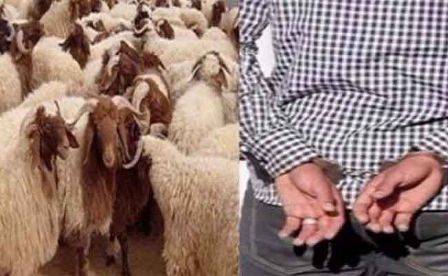 الإطاحة بشبكة إجرامية تحترف سرقة المواشي بالمسيلة