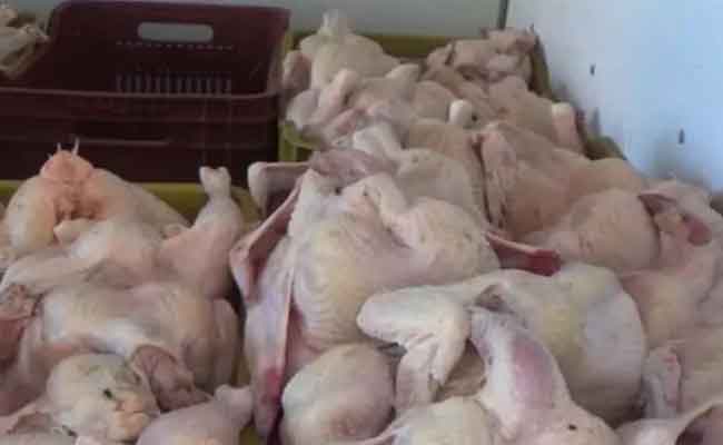 إتلاف أزيد من 7 قناطير من اللحوم البيضاء غير صالحة للاستهلاك بالأغواط